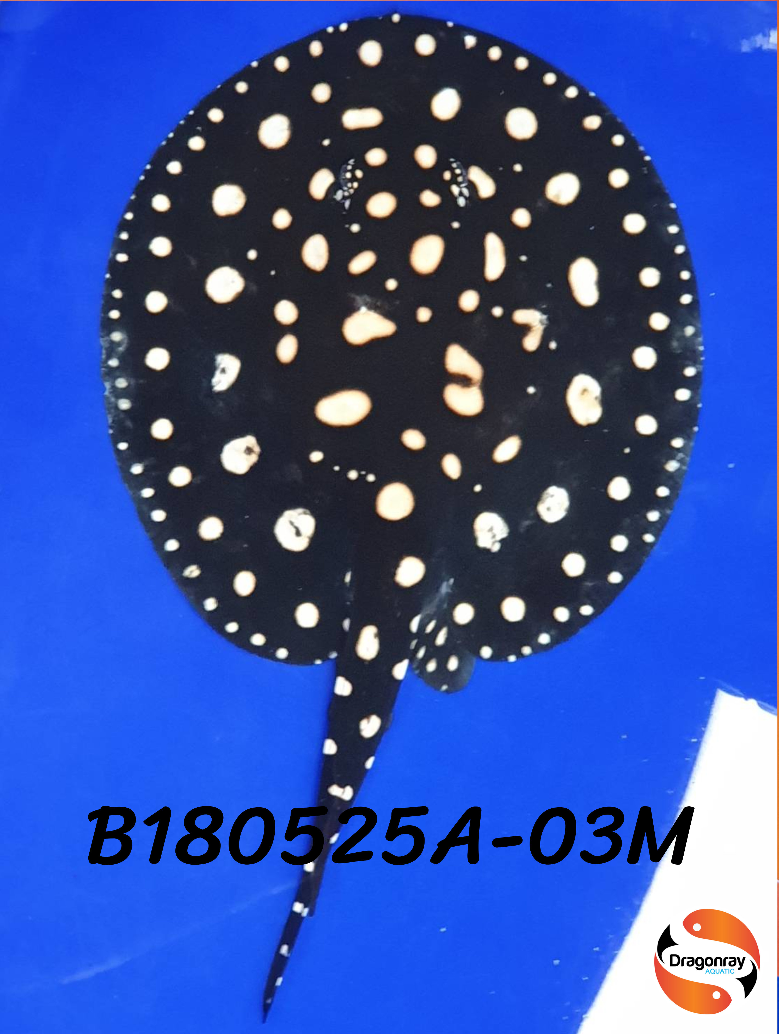 B180525A-03M